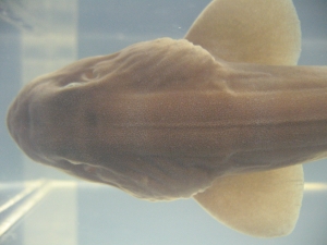 Foto Galerie/Orectolobiformes/Chiloscyllium punctatum/Chiloscyllium punctatum_05_S.jpg